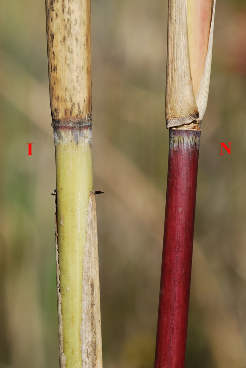 Common Reed photo 3