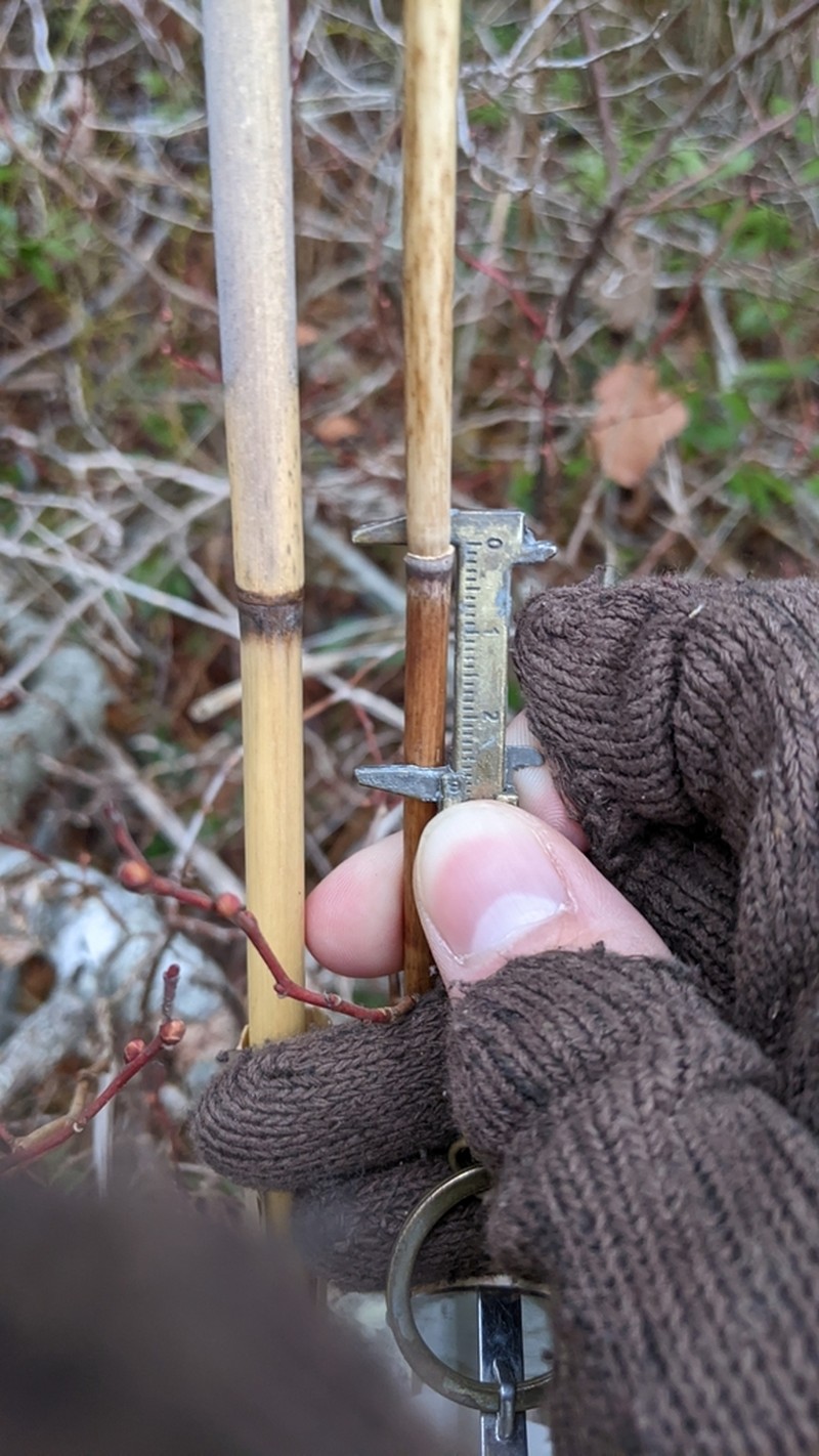 Common Reed photo 4