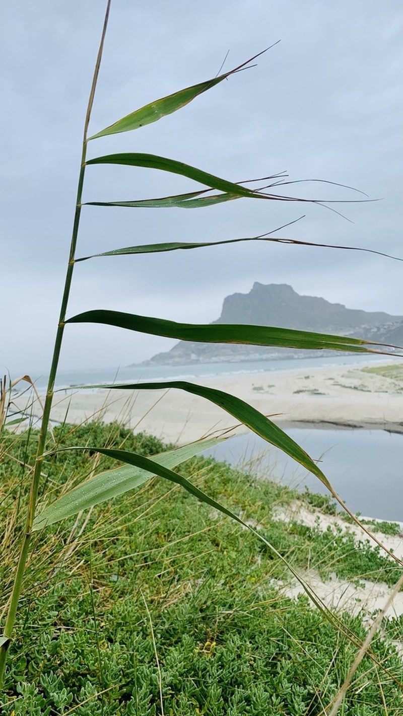 Common Reed photo 6