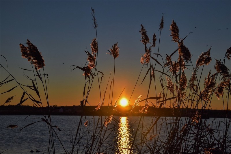 Common Reed photo 7