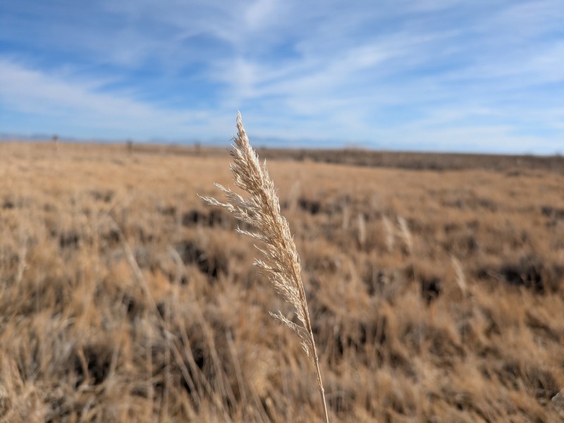Phragmites australis subsp. americanus
