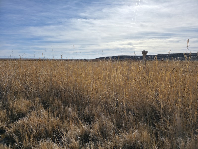 Phragmites australis subsp. americanus photo 2