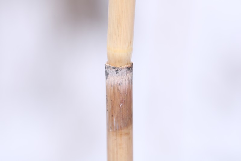 Phragmites australis subsp. americanus photo 3