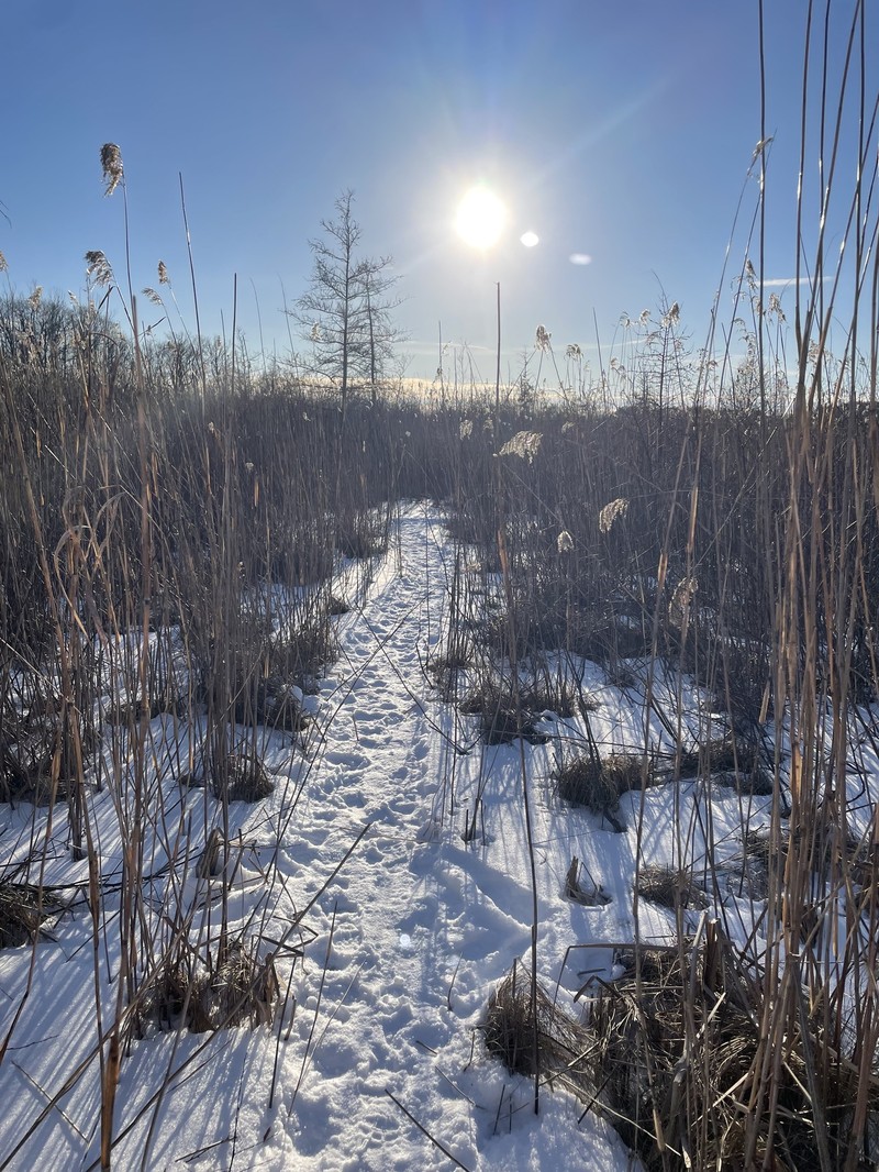 Phragmites australis subsp. americanus photo 4