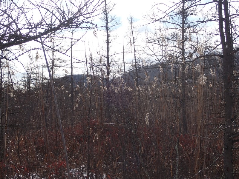 Phragmites australis subsp. americanus photo 5