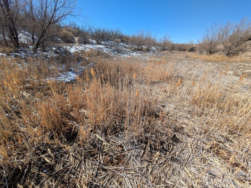 Phragmites australis subsp. americanus photo 6