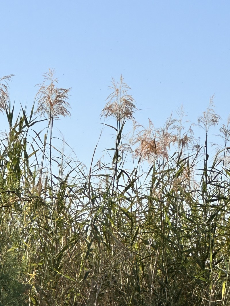 Phragmites australis subsp. americanus photo 7
