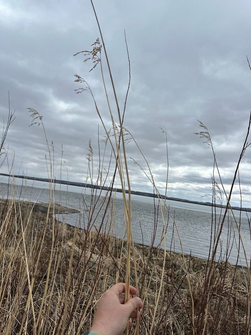 Phragmites australis subsp. americanus photo 8