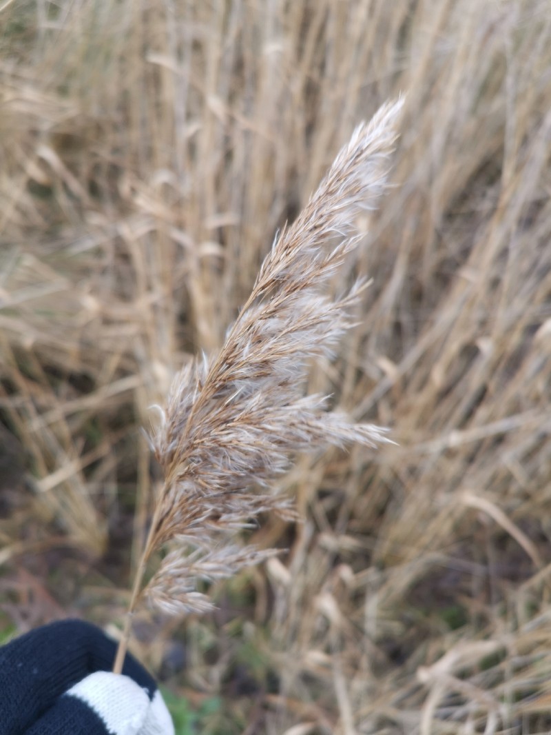 Phragmites australis subsp. australis photo 2