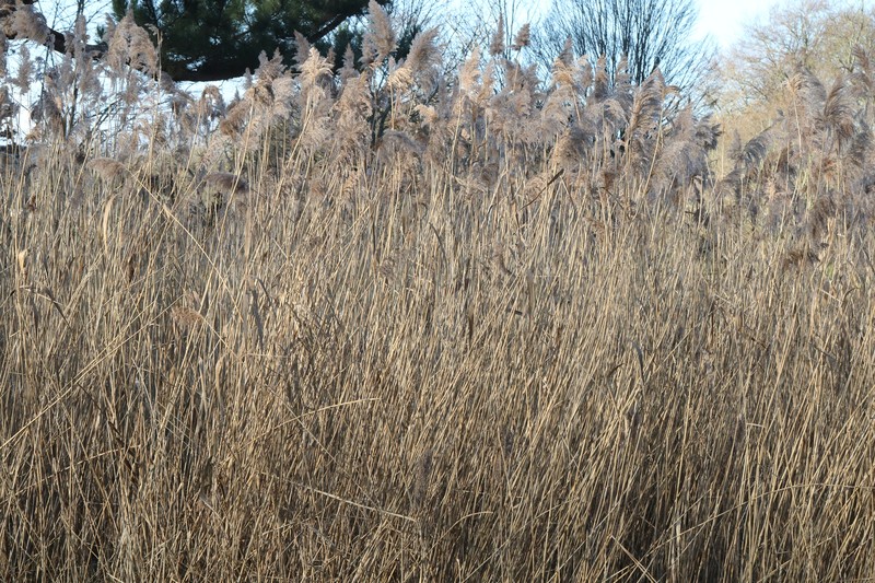 Phragmites australis subsp. australis photo 3
