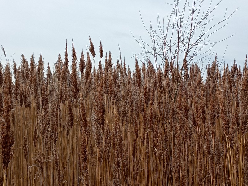 Phragmites australis subsp. australis photo 4