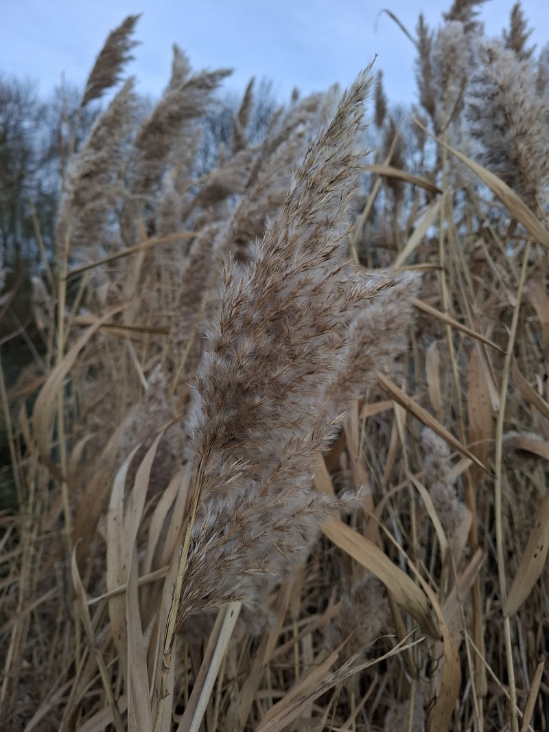 Phragmites australis subsp. australis photo 5