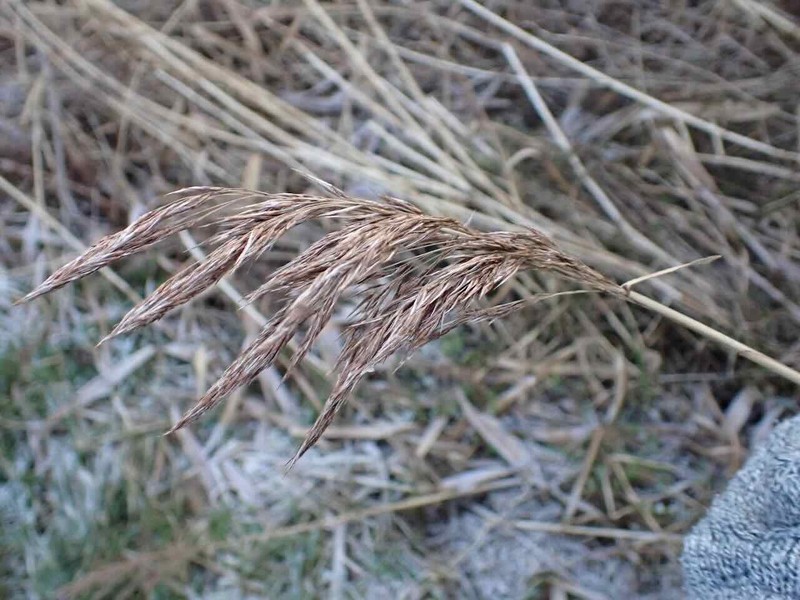 Phragmites australis subsp. australis photo 6