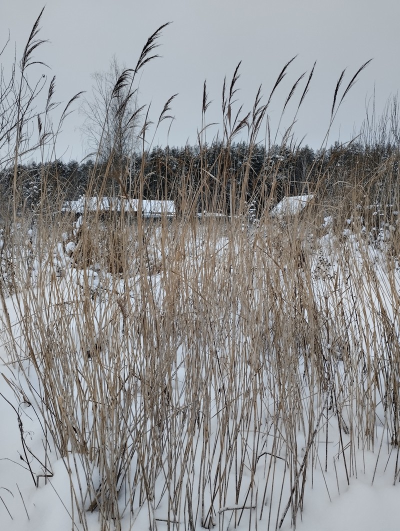 Phragmites australis subsp. australis photo 7