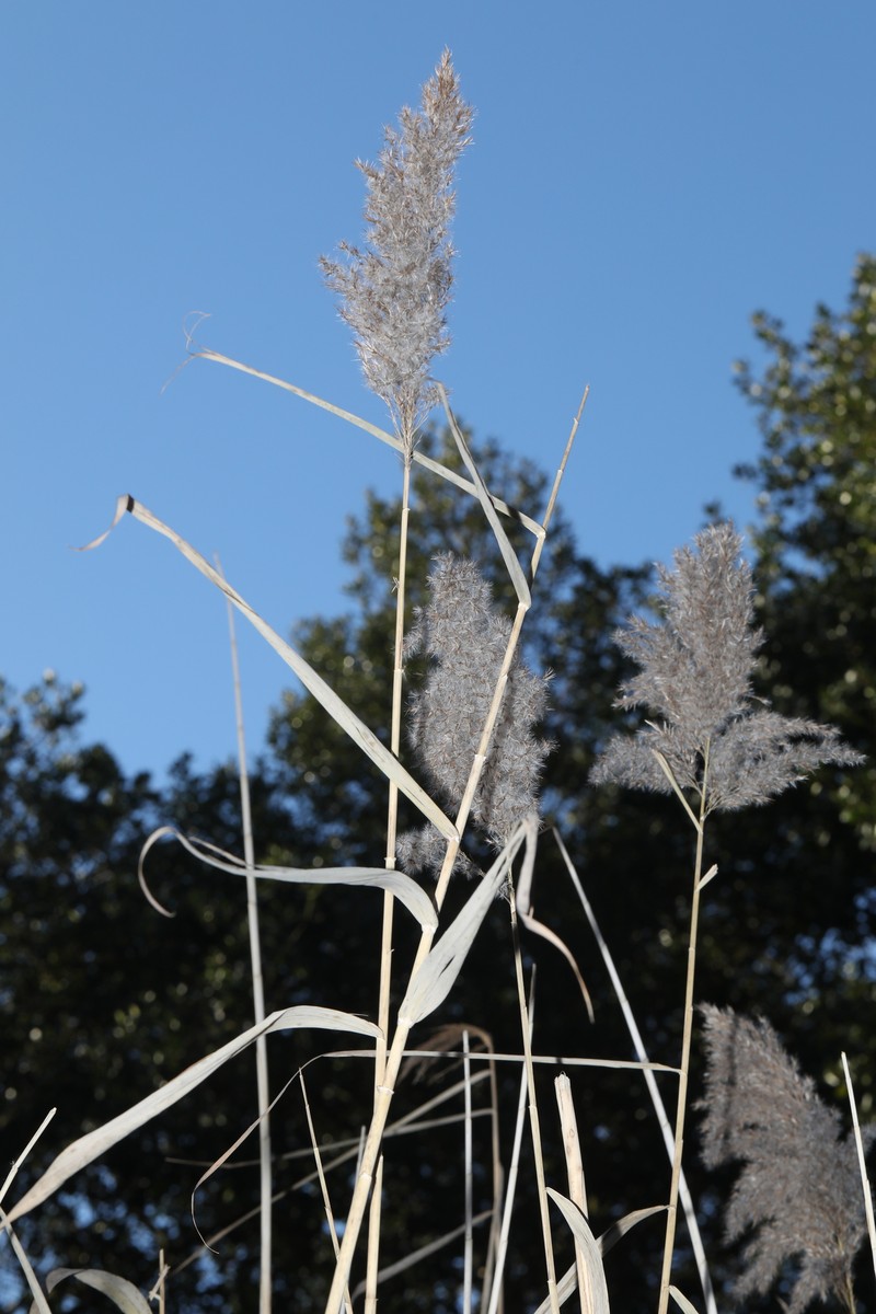 Phragmites australis subsp. australis photo 8