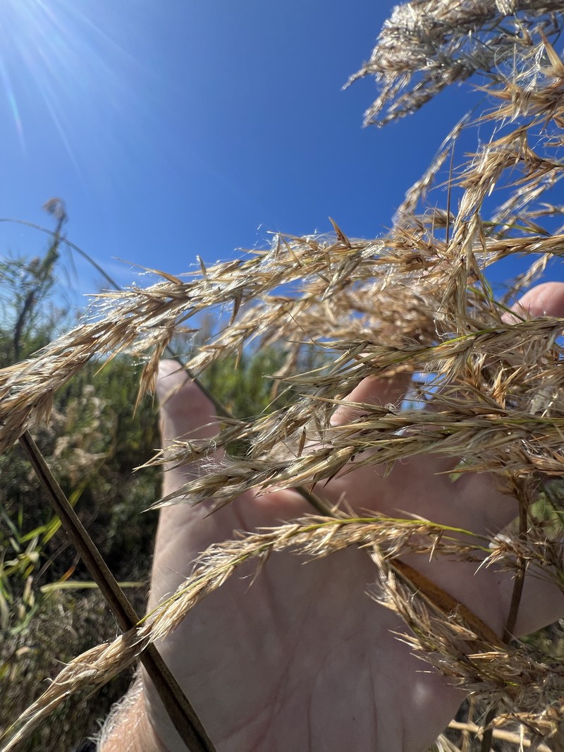 Phragmites australis subsp. berlandieri