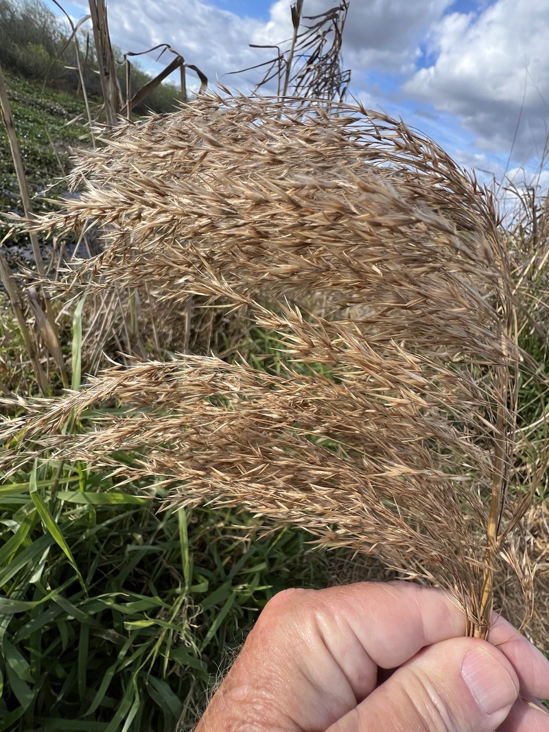 Phragmites australis subsp. berlandieri photo 2
