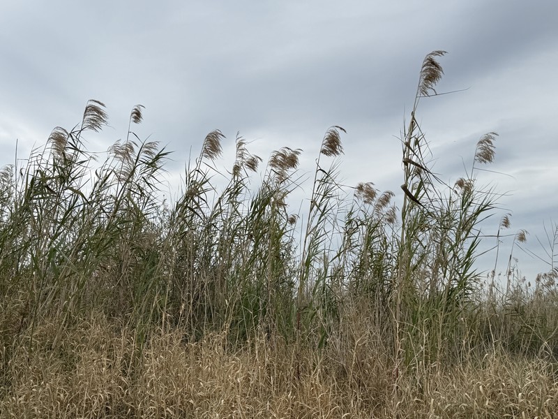 Phragmites australis subsp. berlandieri photo 3
