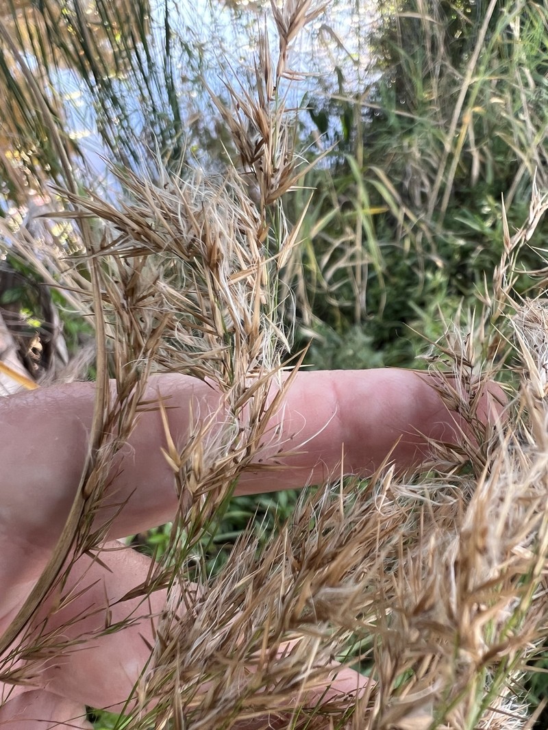Phragmites australis subsp. berlandieri photo 4