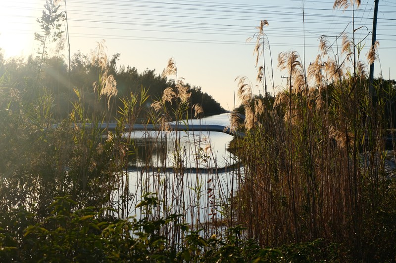 Phragmites australis subsp. berlandieri photo 5