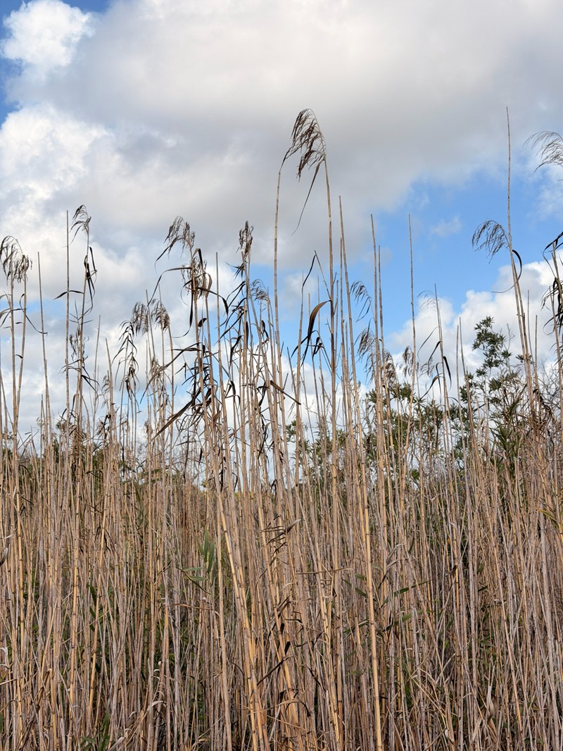 Phragmites australis subsp. berlandieri photo 6