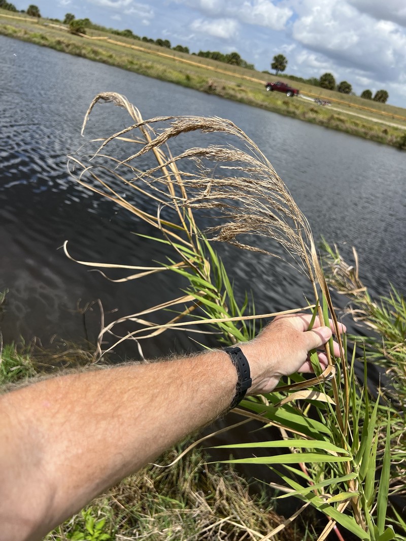 Phragmites australis subsp. berlandieri photo 7