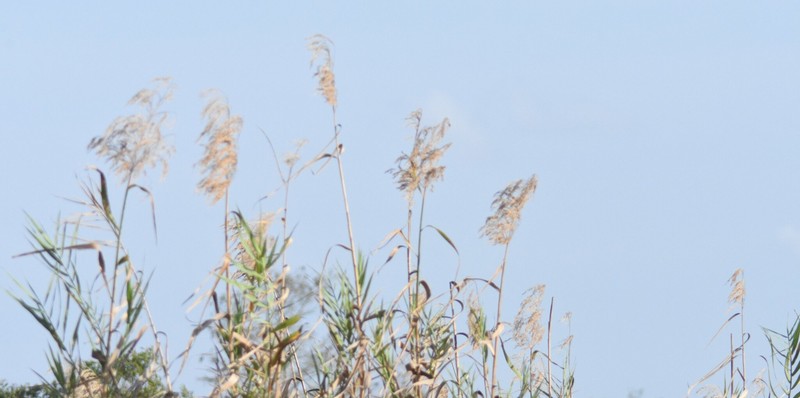 Phragmites australis subsp. berlandieri photo 8