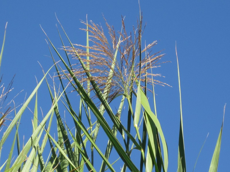 Tall Reed photo 4