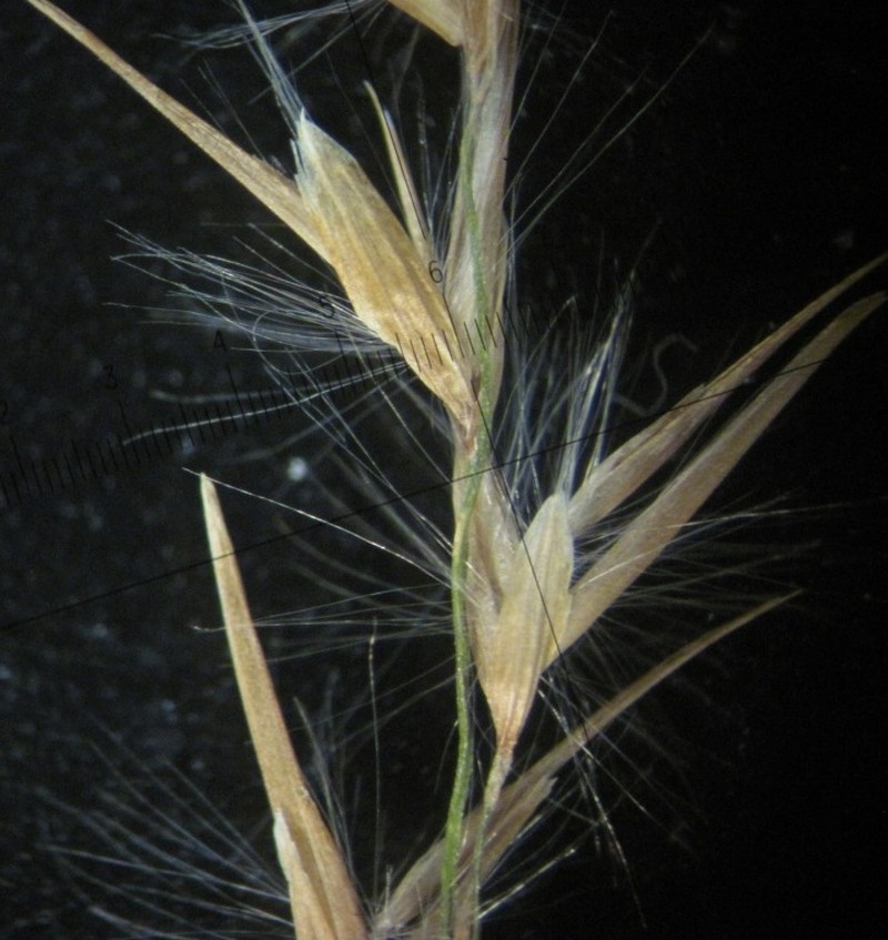 Tall Reed photo 5