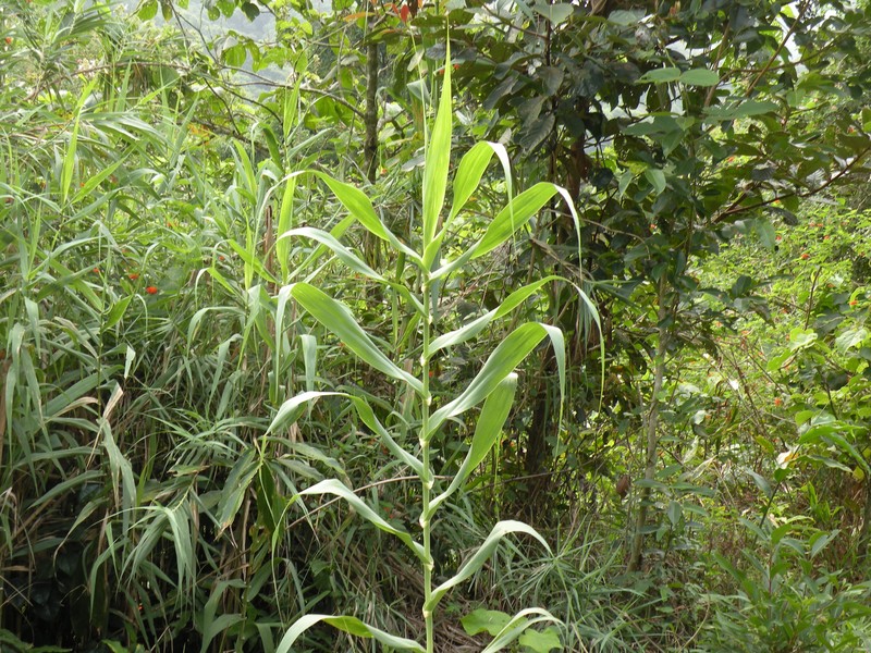 Tall Reed photo 2