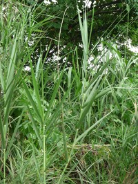 Tall Reed