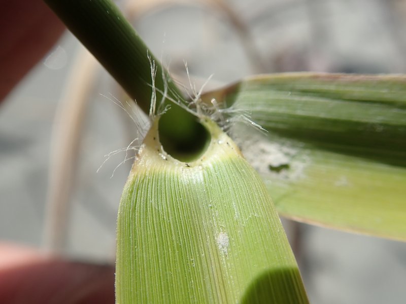 Tall Reed photo 6