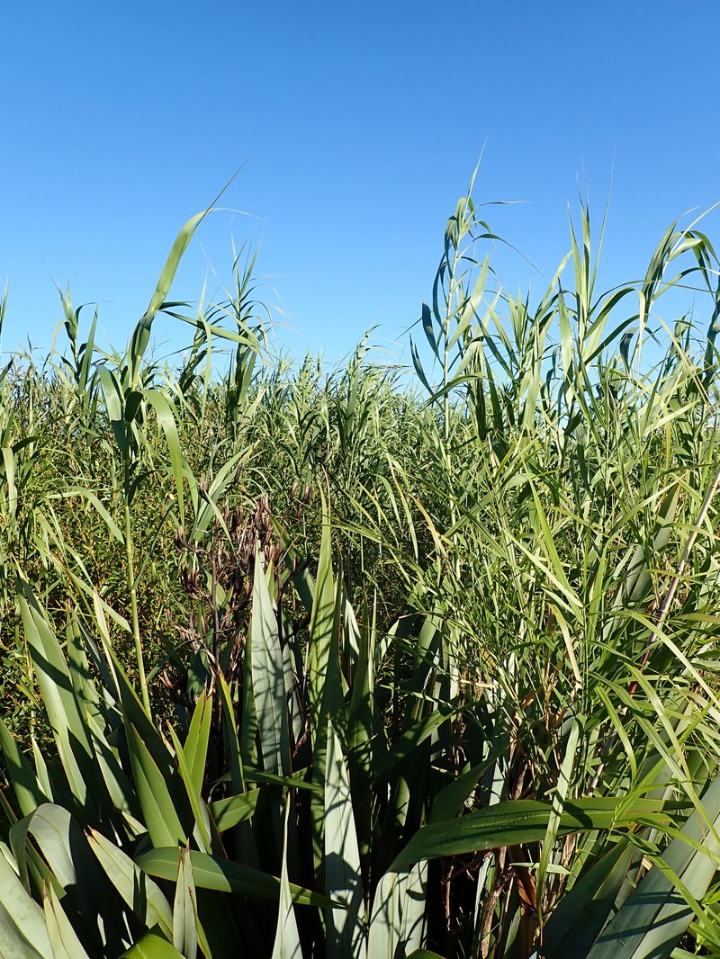 Tall Reed photo 8