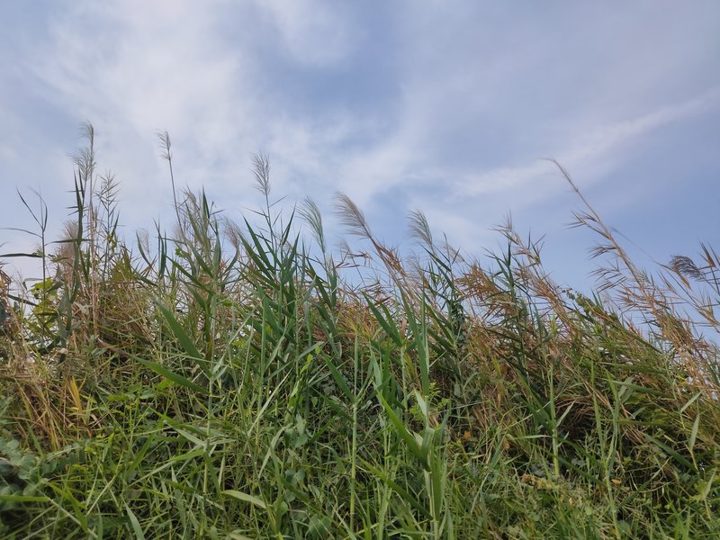 Tall Reed photo 9