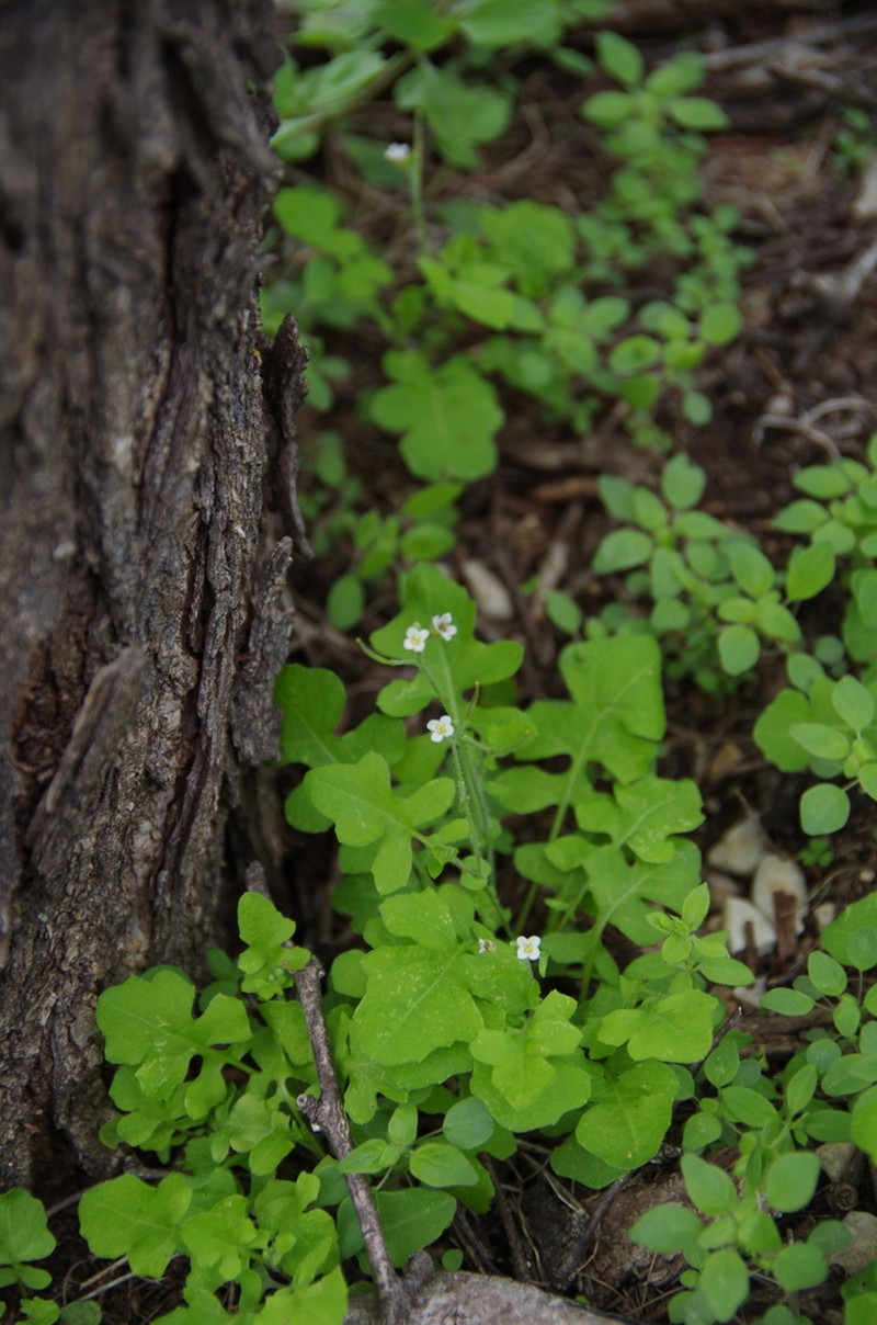 Viereck's Winged Rockcress