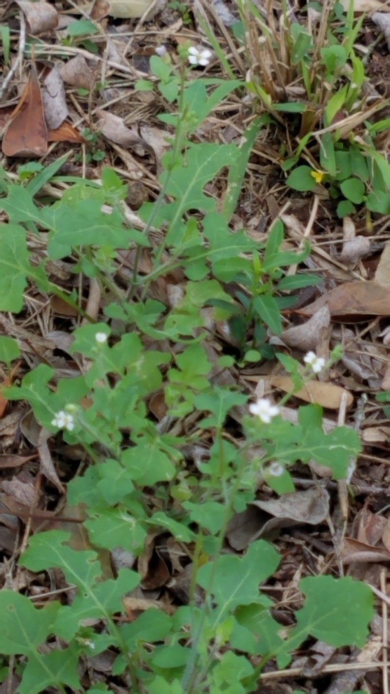 Viereck's Winged Rockcress photo 2