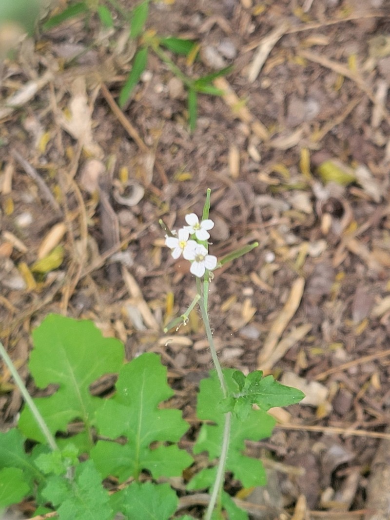 Viereck's Winged Rockcress photo 3