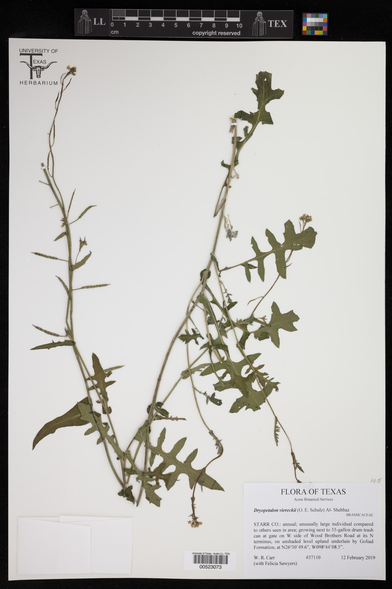 Viereck's Winged Rockcress photo 7