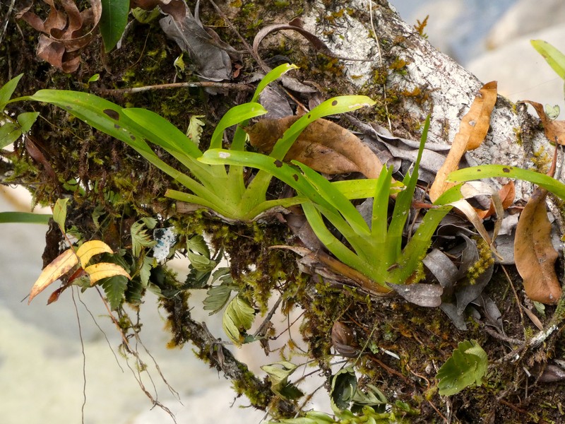 Smallflower Phreatia