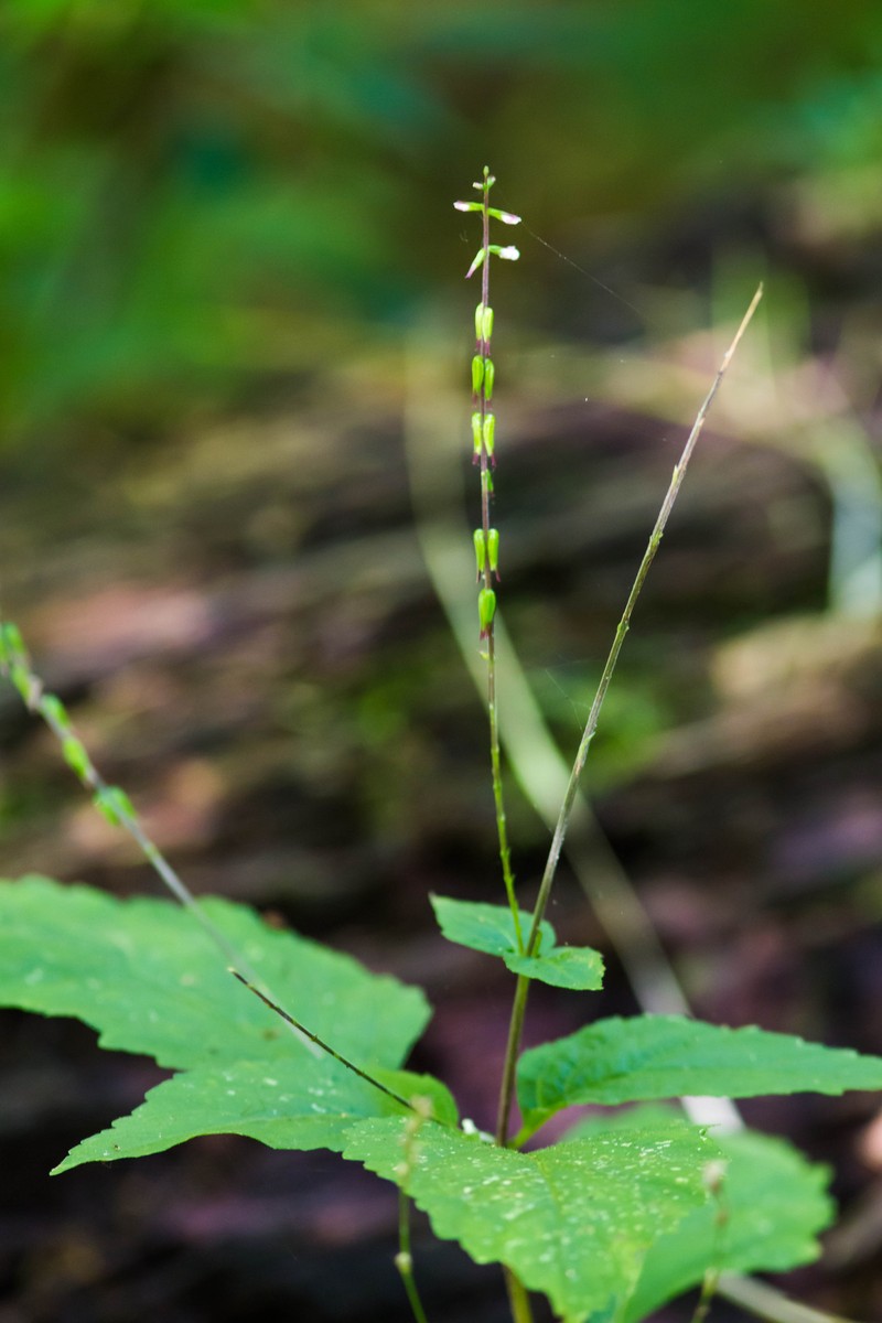 American Lopseed photo 3