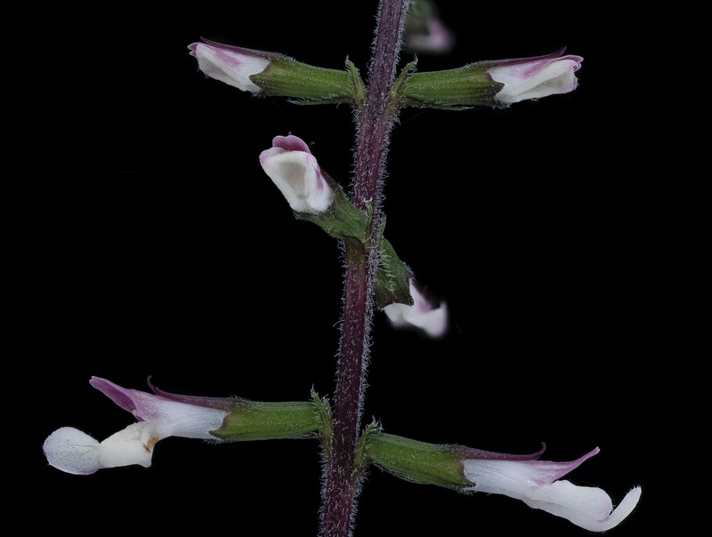 American Lopseed photo 4