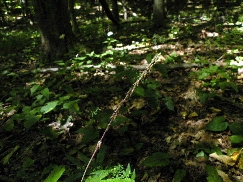 American Lopseed photo 5
