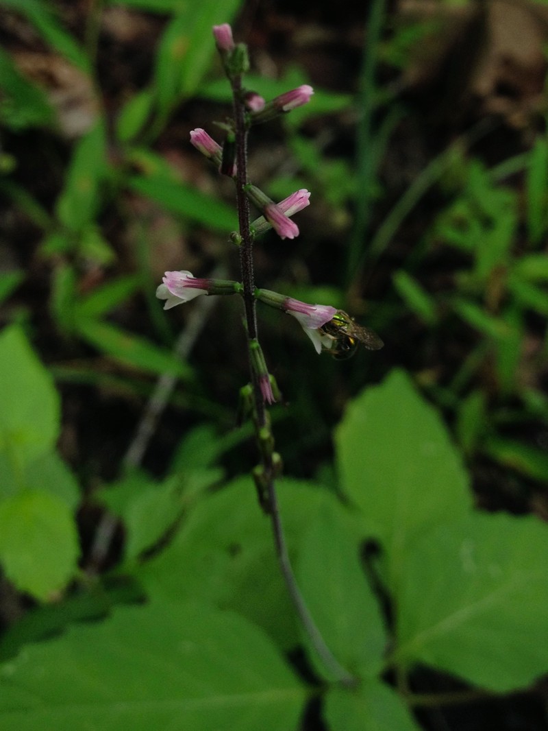 American Lopseed photo 6