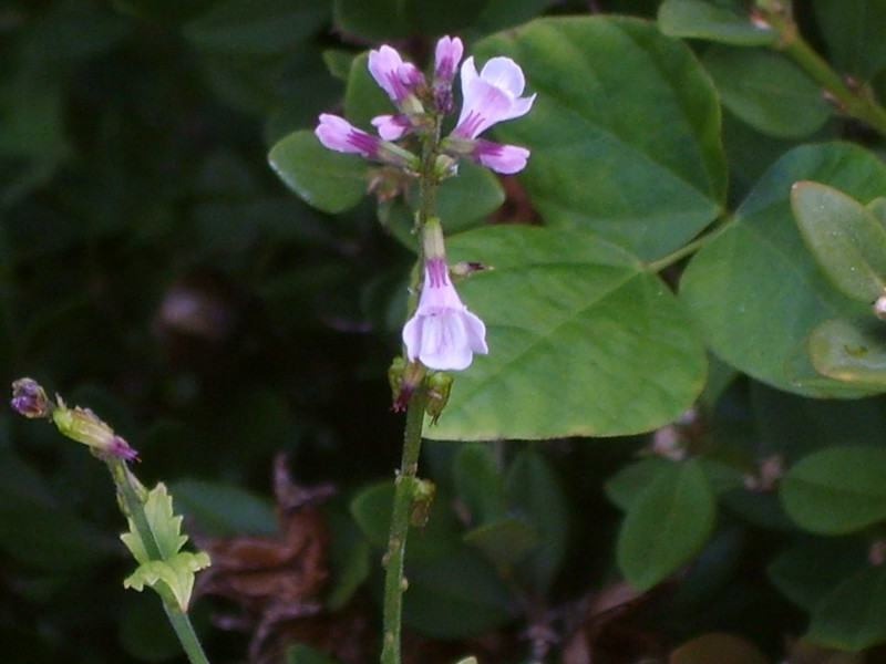 American Lopseed photo 7