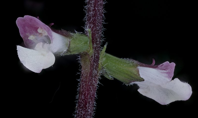American Lopseed photo 8