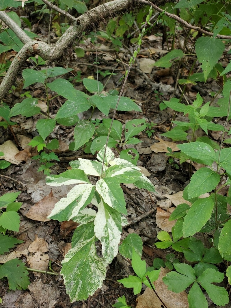 American Lopseed photo 4