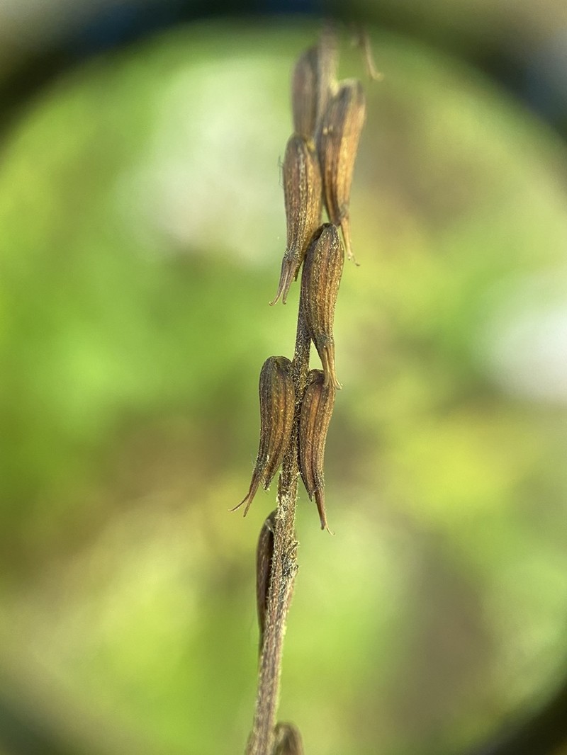 American Lopseed photo 5