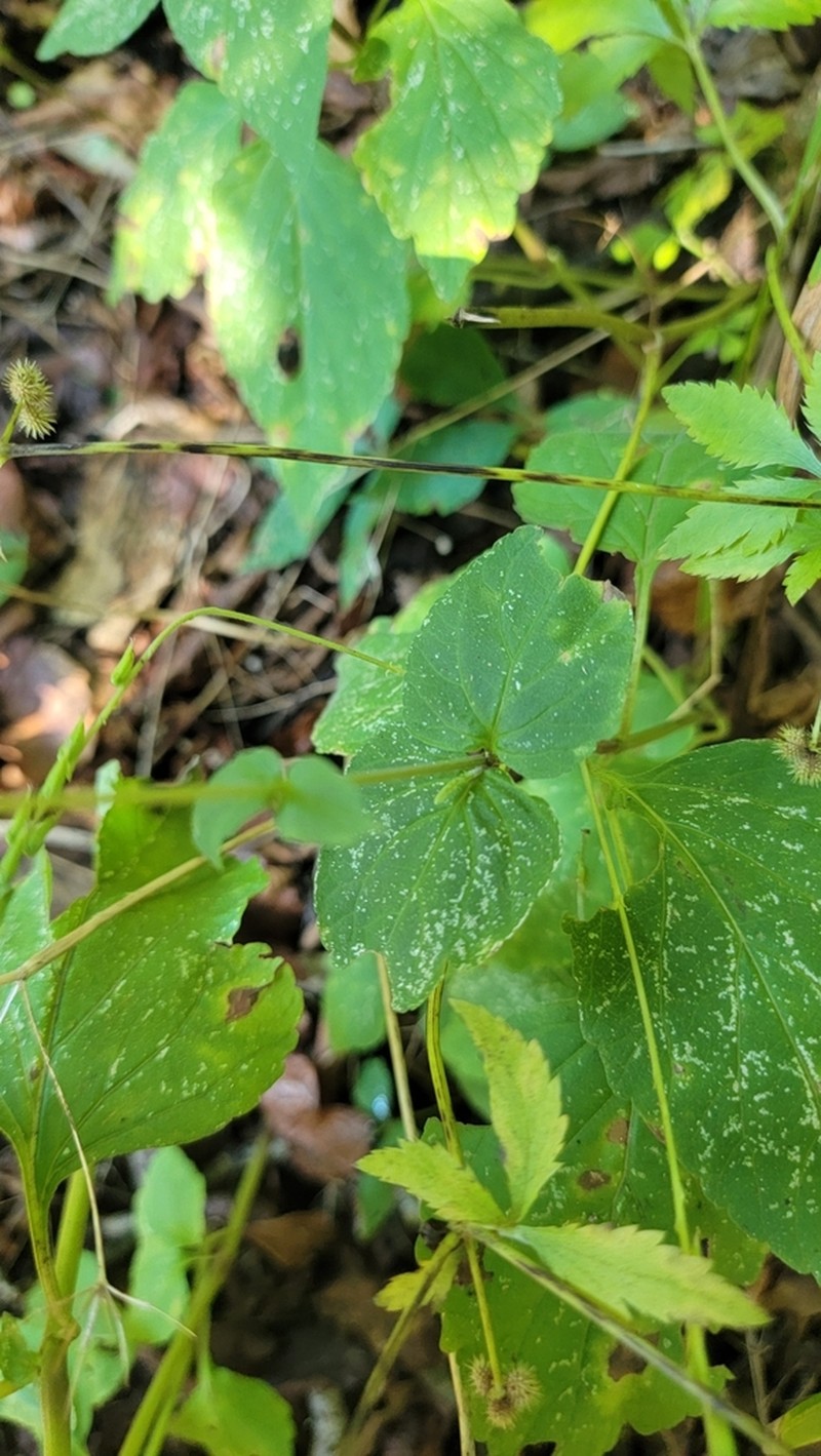 American Lopseed photo 6