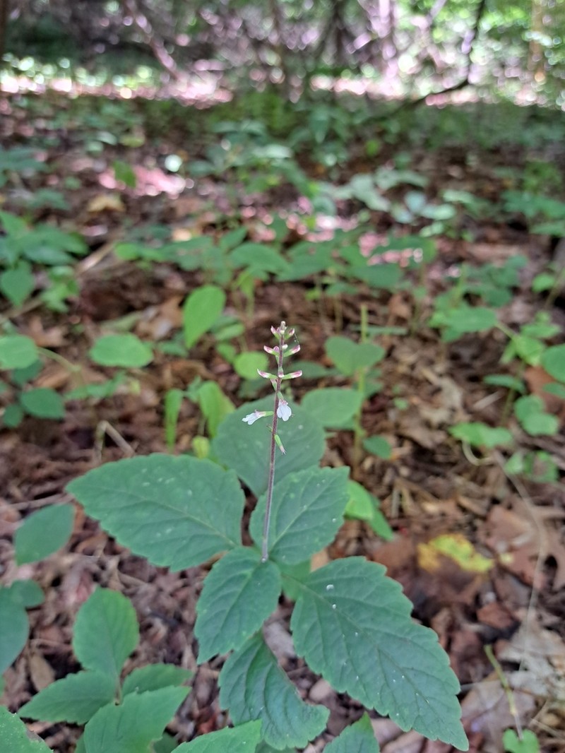 American Lopseed photo 7