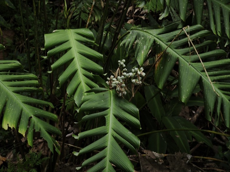 Phrynium cominsia